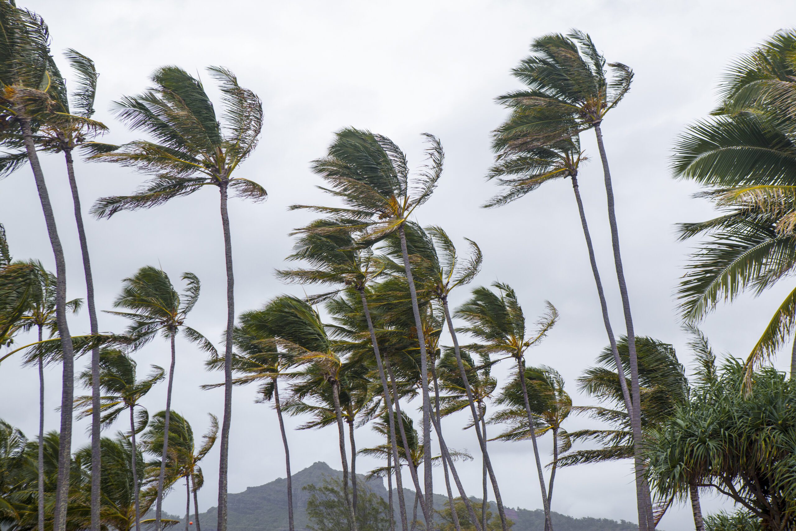 Palm trees blow and sway in the wind during a tropical storm. rr